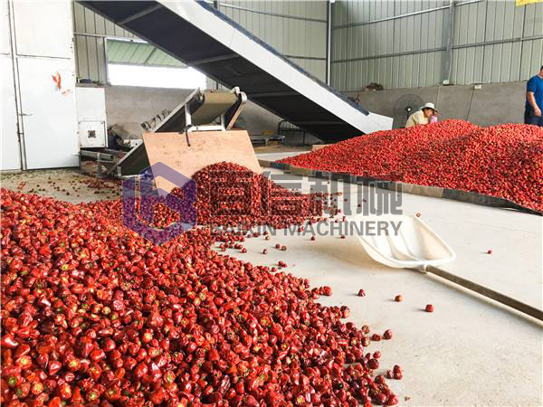 辣椒烘干現場展示